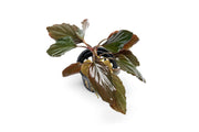 Homalomena Humilis aquatic plant from BUCE with lush green leaves, ideal for freshwater aquariums and aquatic decor.