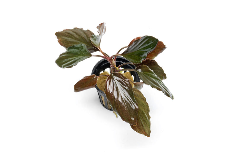 Homalomena Humilis aquatic plant from BUCE with lush green leaves, ideal for freshwater aquariums and aquatic decor.