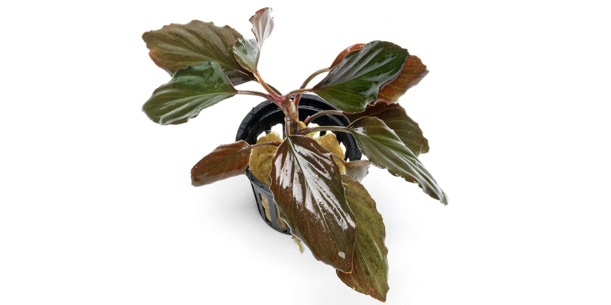 Homalomena Humilis