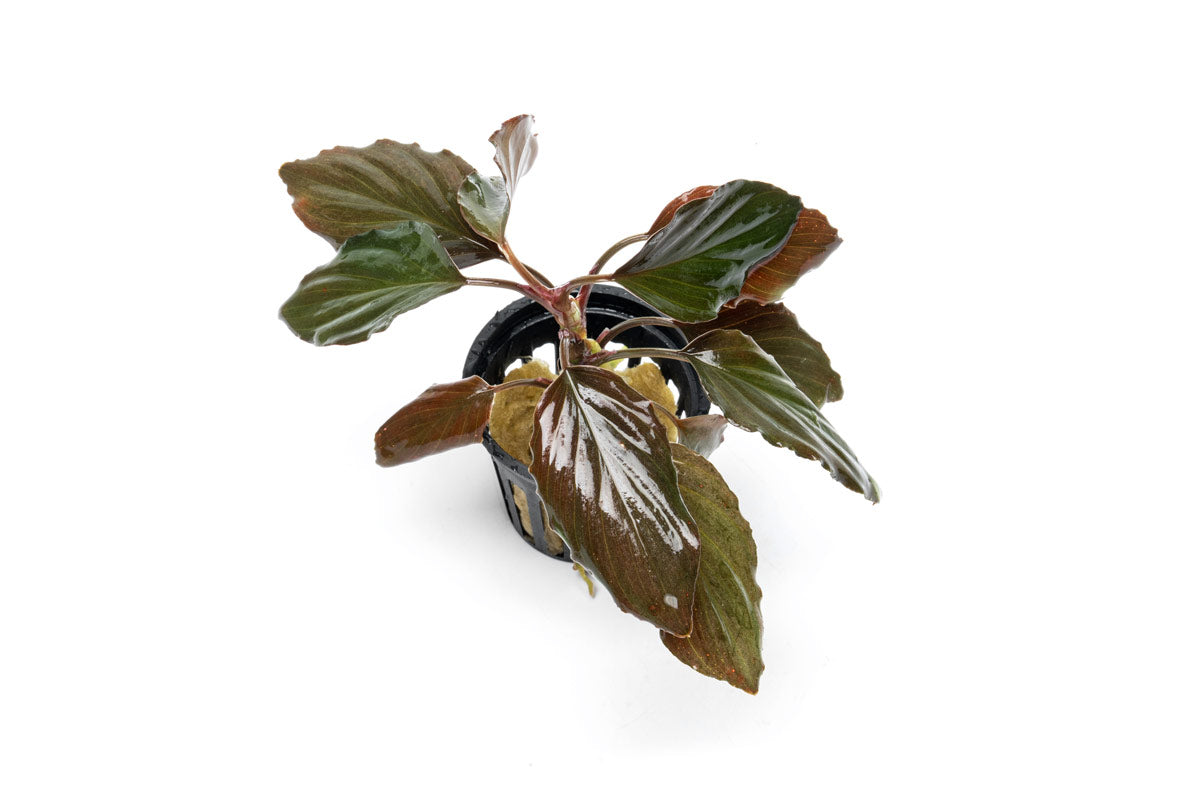 Homalomena Humilis — Buce Plant