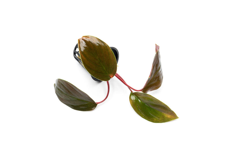 Homalomena Insignis aquatic plant by BUCE with lush green, broad leaves perfect for freshwater aquariums.