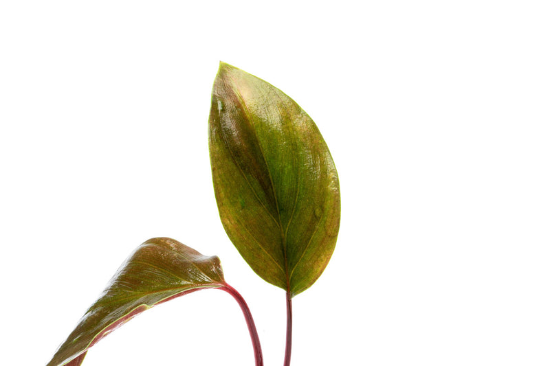 Homalomena Insignis aquatic plant from BUCE with broad green leaves, ideal for freshwater aquariums and aquatic landscapes.
