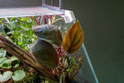 Homalomena Insignis aquatic plant by BUCE with broad green leaves, suitable for freshwater aquariums and aquatic plant displays.