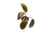 Homalomena Insignis aquatic plant from BUCE, featuring lush green, broad leaves ideal for freshwater aquariums.