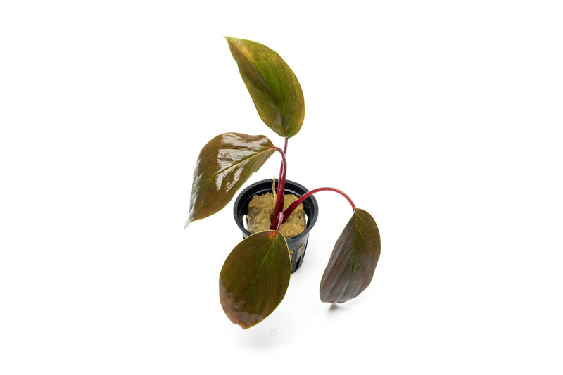 Homalomena Insignis aquatic plant from BUCE, featuring lush green, broad leaves ideal for freshwater aquariums.