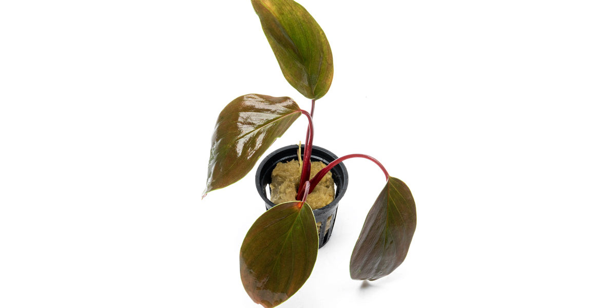 Homalomena Insignis