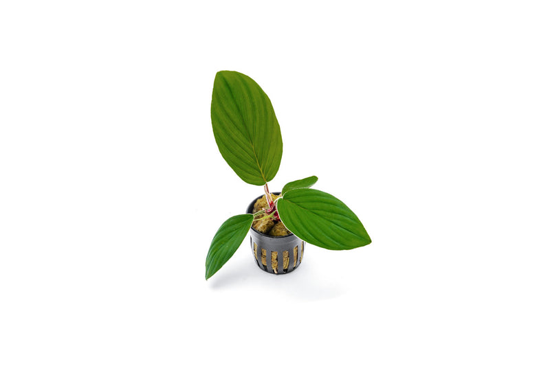 Homalomena Jambi terrarium plant with lush green foliage, displayed in a small glass terrarium by BUCE.