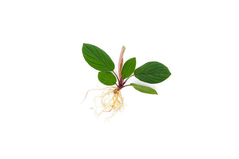 Homalomena Jambi terrarium plant with lush green foliage, displayed in a clear glass terrarium setup by BUCE.