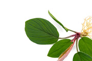 Homalomena Jambi terrarium plant with lush green leaves, displayed in a natural setting, from the BUCE brand.