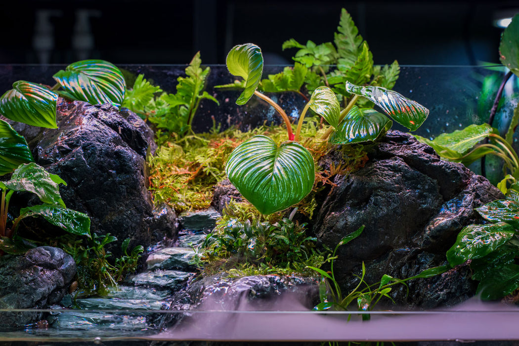 Homalomena Jambi