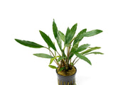 Homalomena Narrow Sekadau South Aquatic Plant - Buce Plant