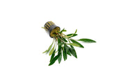 Homalomena Narrow Sekadau South Aquatic Plant - Buce Plant