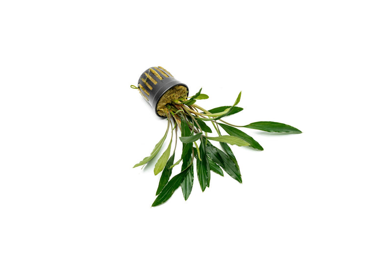 Homalomena Narrow Sekadau South Aquatic Plant - Buce Plant