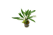 Homalomena Narrow Sekadau South Aquatic Plant - Buce Plant