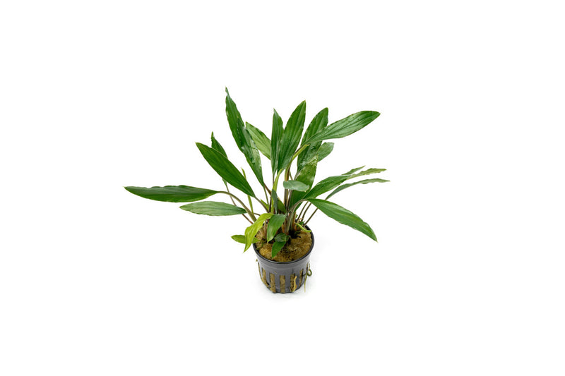 Homalomena Narrow Sekadau South Aquatic Plant - Buce Plant