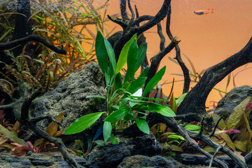 Homalomena Narrow Sekadau South
