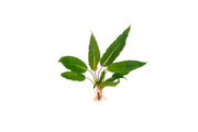 Homalomena Samurai Terrarium Plant - Buce Plant