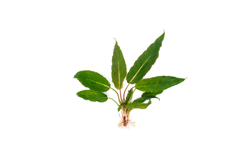 Homalomena Samurai Terrarium Plant - Buce Plant