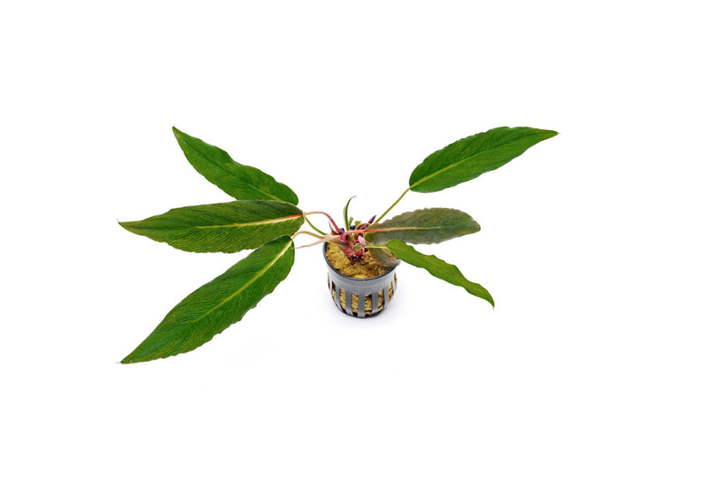 Homalomena Samurai Terrarium Plant - Buce Plant