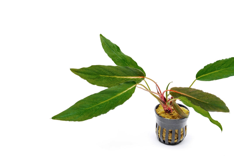 Homalomena Samurai Terrarium Plant - Buce Plant