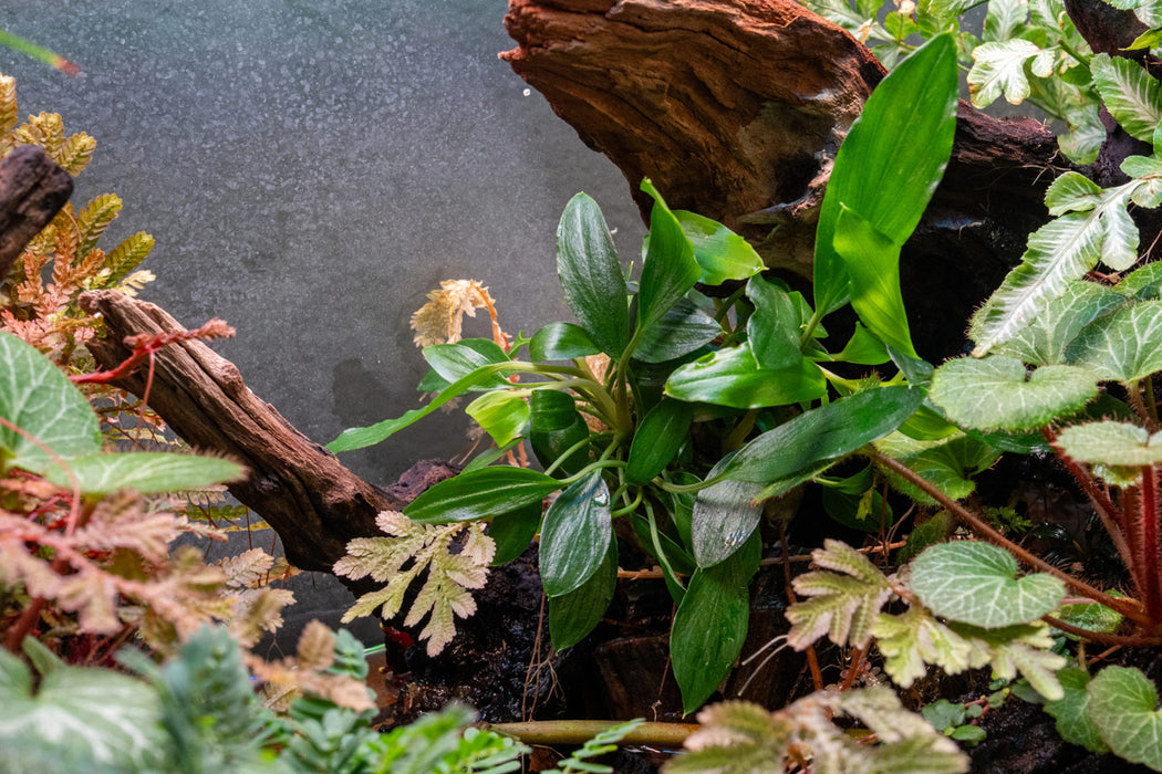 【リノゴビウス】Bucephalandra・Homalomena Homalomena Sp. Sekadau South - Buce Plant