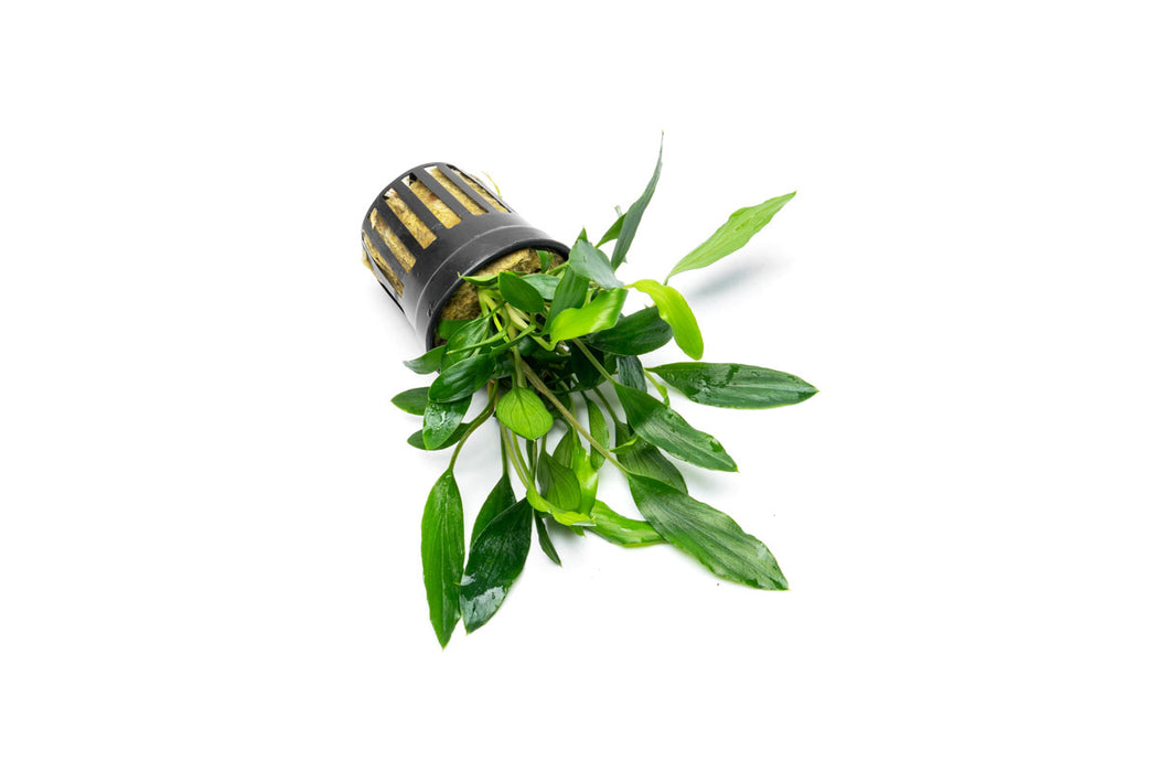 Aquatic plant Homalomena Sp. Sekadau South from CPA, featuring lush green leaves ideal for freshwater aquariums.