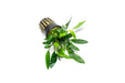 Aquatic plant Homalomena Sp. Sekadau South from CPA, featuring lush green leaves ideal for freshwater aquariums.