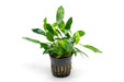 Homalomena Sp. Sekadau South aquatic plant from CPA, showcasing lush green leaves ideal for freshwater aquariums.