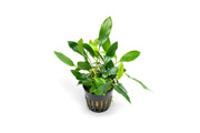 Homalomena Sp. Sekadau South Aquatic Plant - Buce Plant