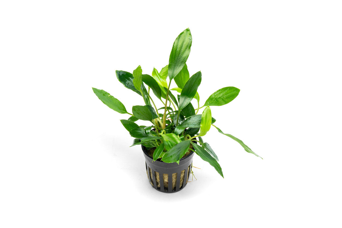 Homalomena Sp. Sekadau South - Buce Plant