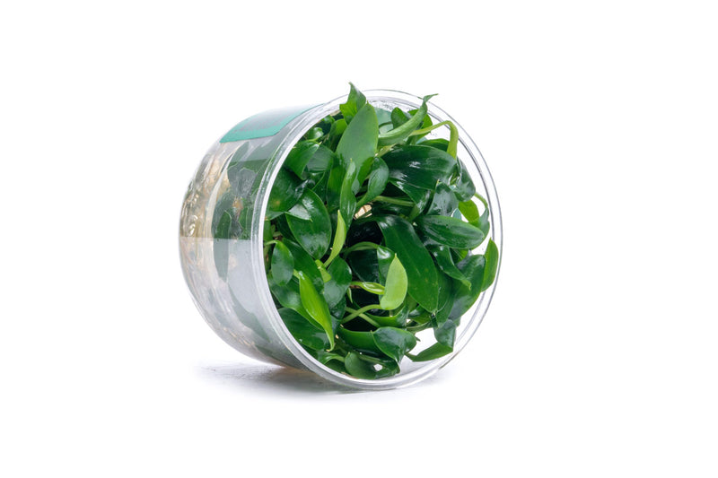 Homalomena Sp Sekadau South UNS Tissue Culture Aquatic Plant - Buce Plant