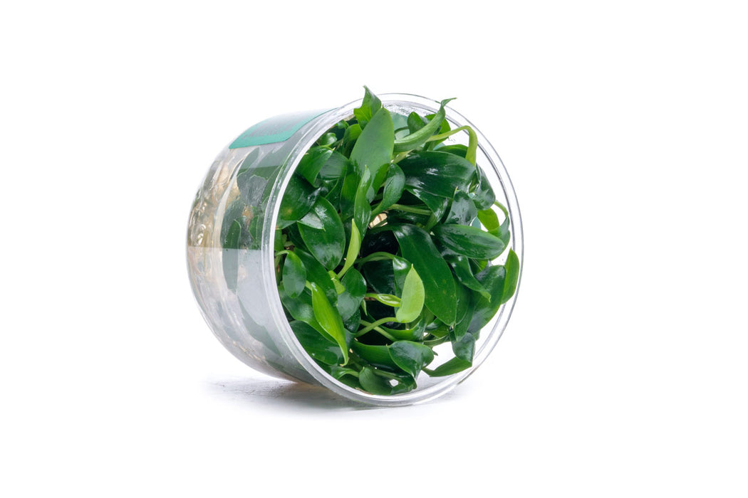 Homalomena Sp Sekadau South UNS Tissue Culture