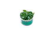 Homalomena Sp Sekadau South UNS Tissue Culture Aquatic Plant - Buce Plant