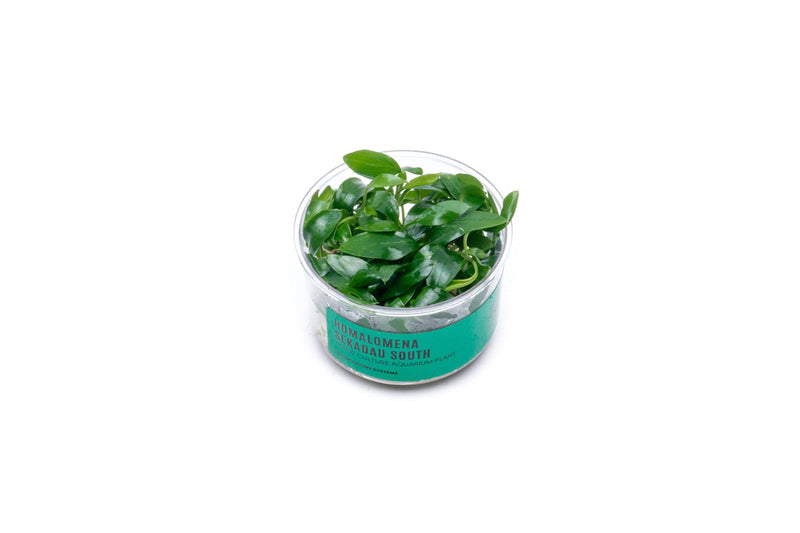 Homalomena Sp Sekadau South UNS Tissue Culture Aquatic Plant - Buce Plant