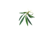 Homalomena Sub-Hasei terrarium plant with lush green foliage, grown by BUCE, suitable for indoor terrarium or small plant display.