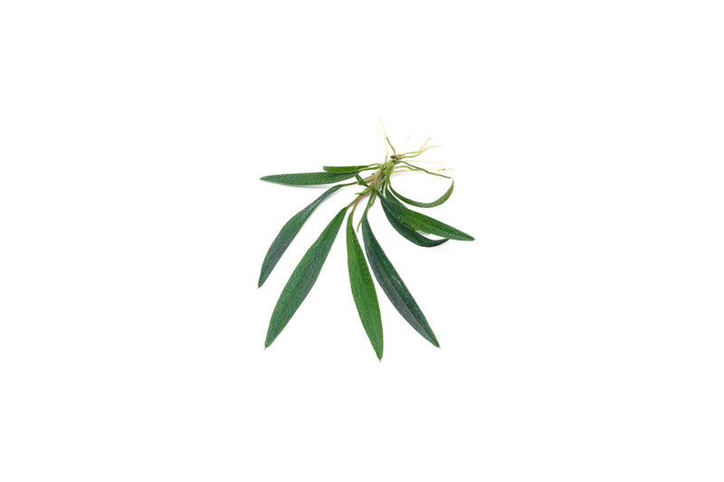 Homalomena Sub-Hasei terrarium plant with lush green foliage, grown by BUCE, suitable for indoor terrarium or small plant display.