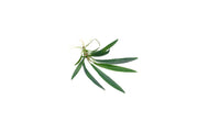 Homalomena Sub-Hasei terrarium plant from BUCE with vibrant green, broad leaves in a glass terrarium setting.