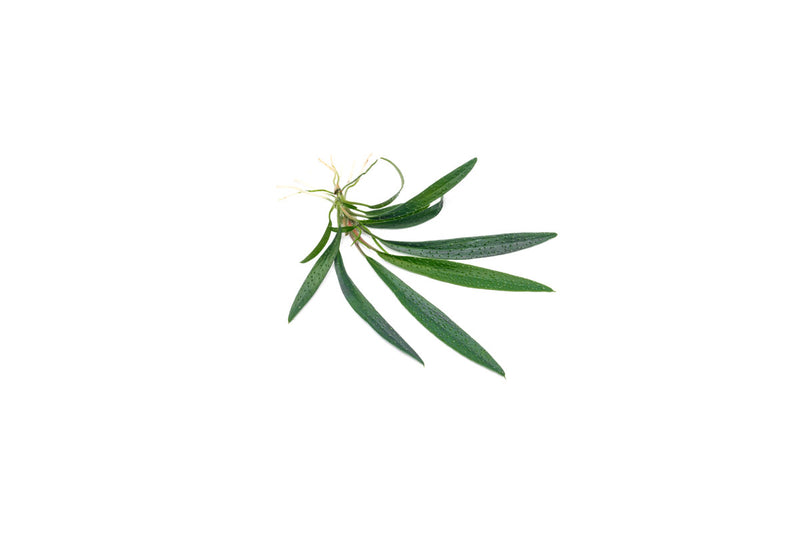 Homalomena Sub-Hasei terrarium plant from BUCE with vibrant green, broad leaves in a glass terrarium setting.
