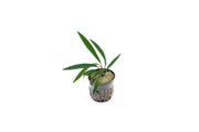 Homalomena Sub-Hasei terrarium plant by BUCE with lush green leaves in a glass terrarium setting.