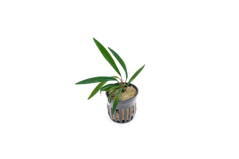 Homalomena Sub-Hasei terrarium plant by BUCE with lush green leaves in a glass terrarium setting.