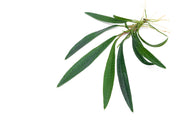 Homalomena Sub-Hasei terrarium plant with lush green foliage in a BUCE terrarium setup.