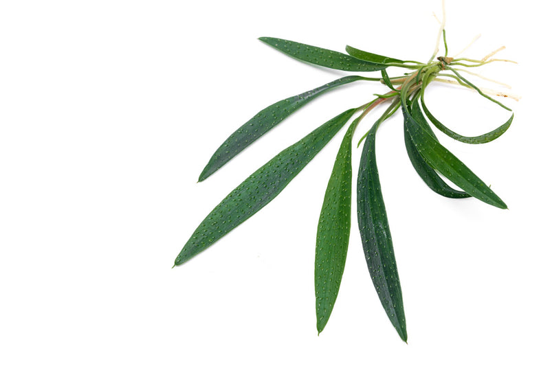 Homalomena Sub-Hasei terrarium plant with lush green foliage in a BUCE terrarium setup.
