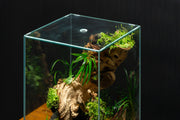 Homalomena Sub-Hasei terrarium plant by BUCE, featuring lush green foliage suitable for enclosed terrarium environments.