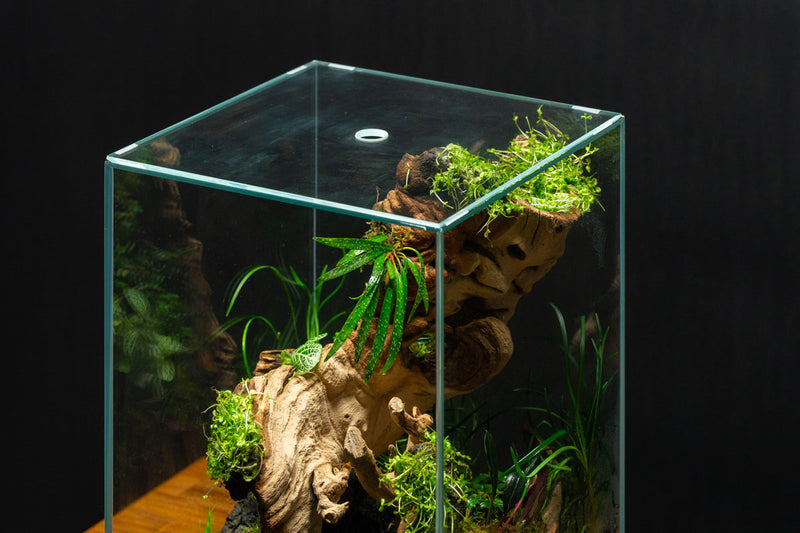 Homalomena Sub-Hasei terrarium plant by BUCE, featuring lush green foliage suitable for enclosed terrarium environments.