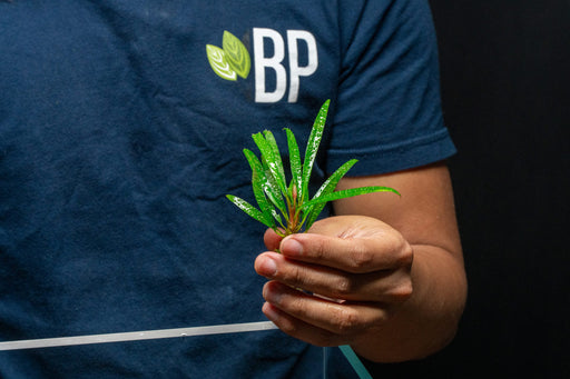 Homalomena Sub-Hasei terrarium plant by BUCE with lush green foliage, suitable for indoor terrarium decoration.