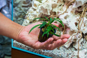 Homalomena Sub-Hasei