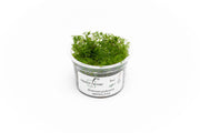 Hottonia Palustris Aquatic Farmer Tissue Culture Aquatic Plant - Buce Plant