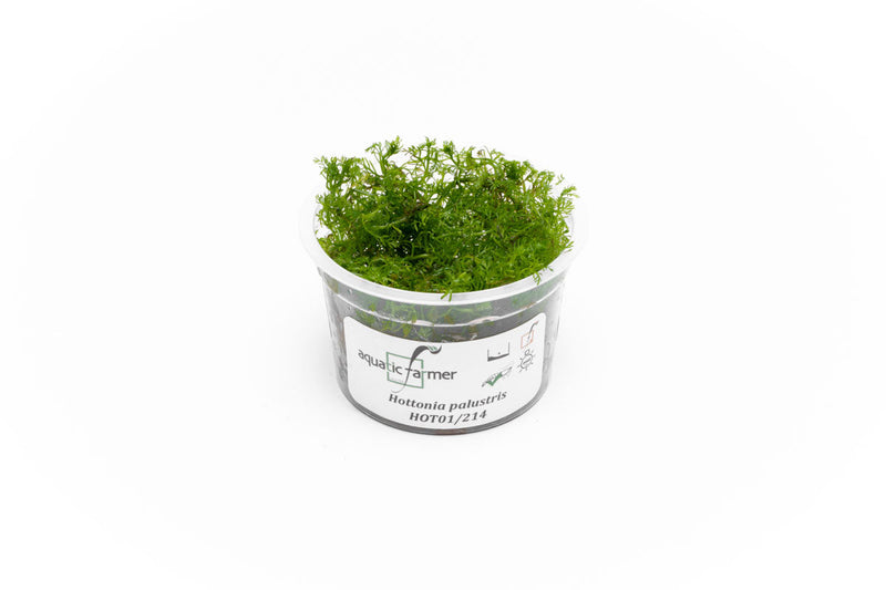 Hottonia Palustris Aquatic Farmer Tissue Culture Aquatic Plant - Buce Plant