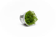 Hottonia Palustris Aquatic Farmer Tissue Culture Aquatic Plant - Buce Plant