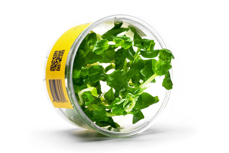 Hottonia Palustris UNS Tissue Culture Aquatic Plant - Buce Plant